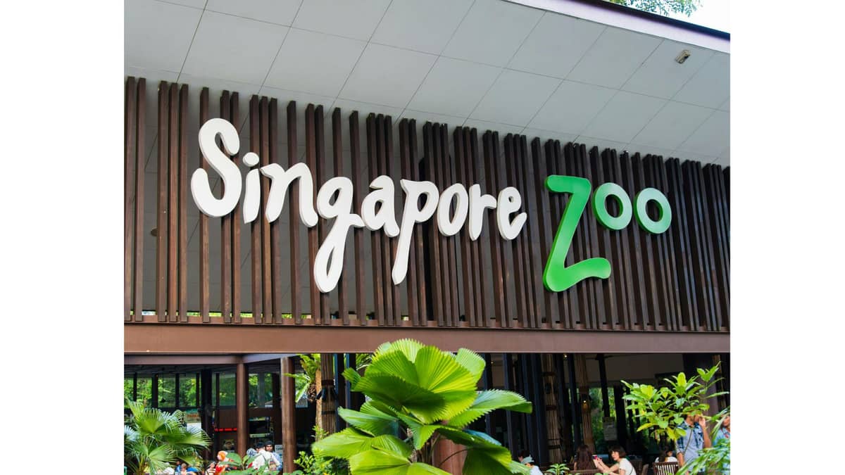 Explore the Singapore Zoo and Night Safari